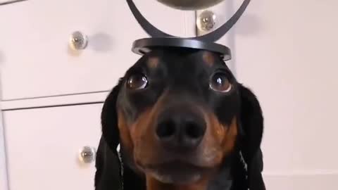 Harlso the Dachshund Balancing a Globe on His Head
