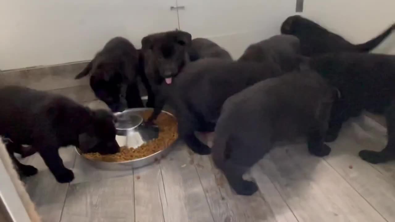 10 New Black German Shepherd PUPPIES!!!