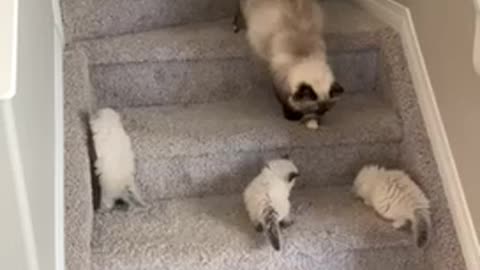 Funny Cats Playing in the Stairs