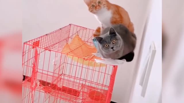 Funny cat moment caught on a camera 😍😍😍