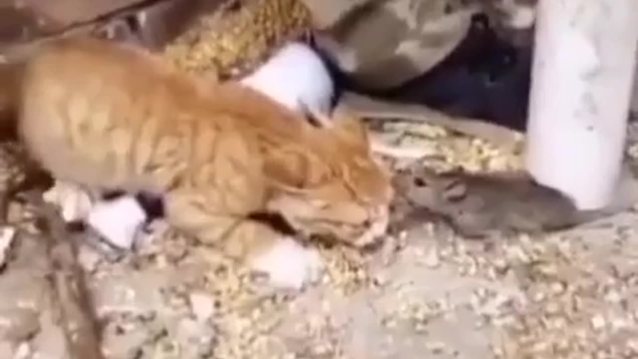 Mouse vs Cat , it's first time happened