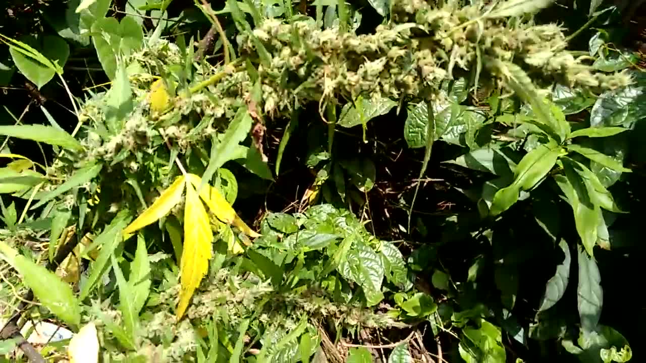 Pé de CANNABIS 2 meses de FLORAÇÃO Perto da colheita