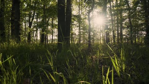 Natural Scenery_ Footage Nature _ Me