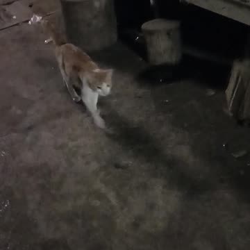 CATS PLAYING, I GUESS PLAY WITH ME:)