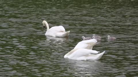 Wonderful view with swans