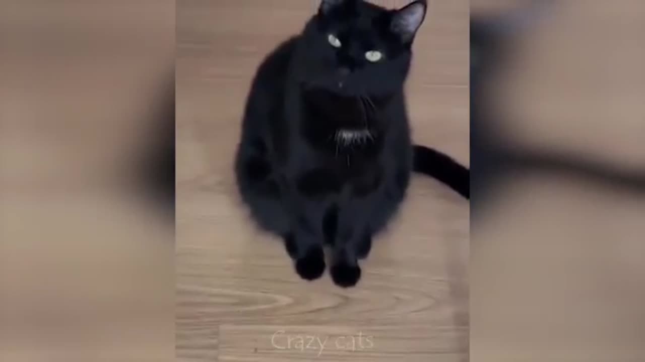 Cut and funny cats 😍funny animals videos 😻top 2023
