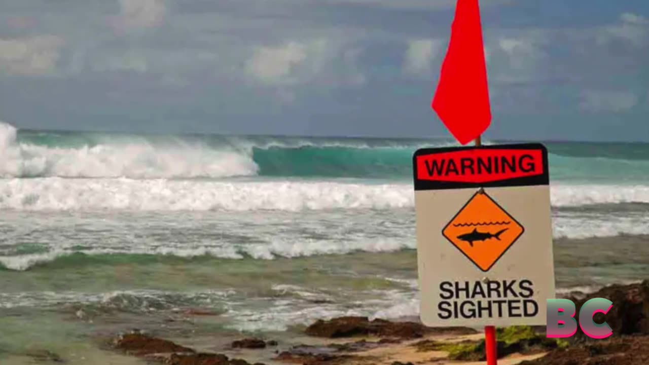 Shark bites off part of surfer’s leg in attack near Maui beach, authorities say