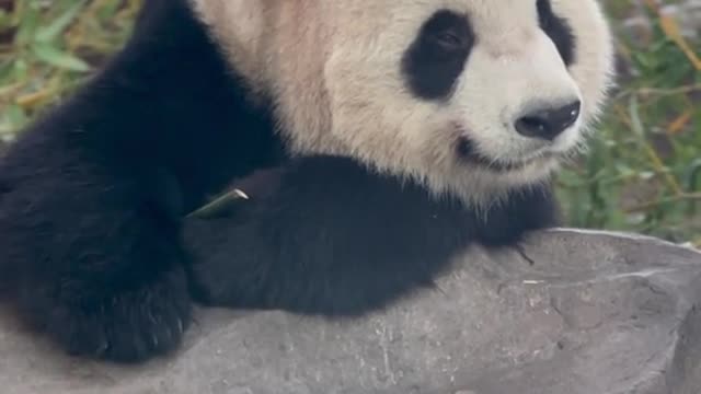 The giant panda is getting sleepy