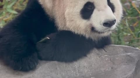 The giant panda is getting sleepy