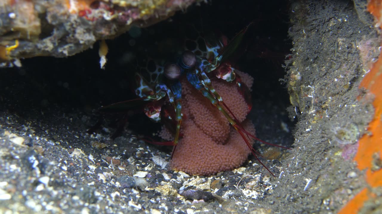 Peacock Mantis Shrimp Takes Care of Eggs