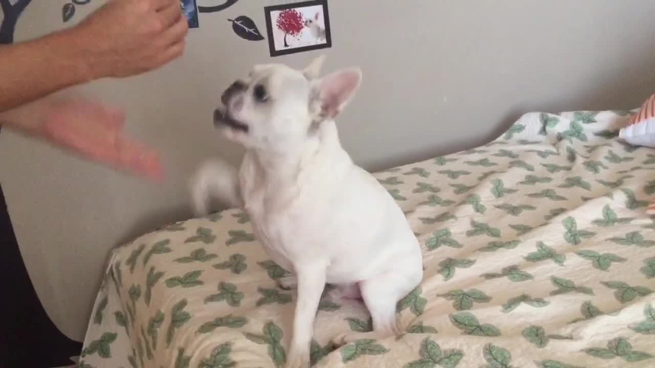 French Bulldog demonstrates trick