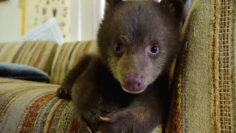 Orphaned Bear Cub _Tahoe_ at Lake Tahoe Wildlife Care