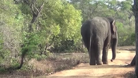 30 Animals Being FREED For The First Time