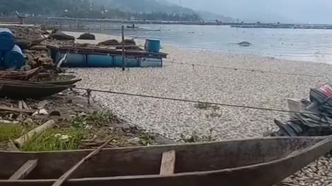 This is a beautiful and charming water-dwelling species