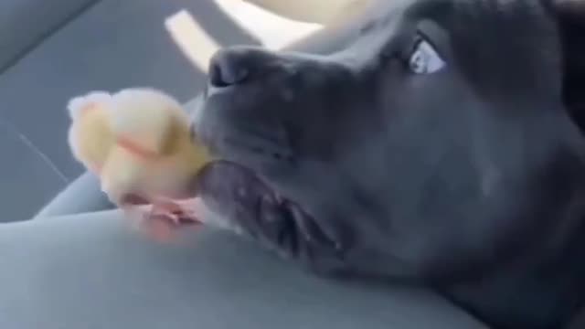 OH NO! Pit bull nearly bit of chicken's head