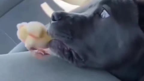 OH NO! Pit bull nearly bit of chicken's head