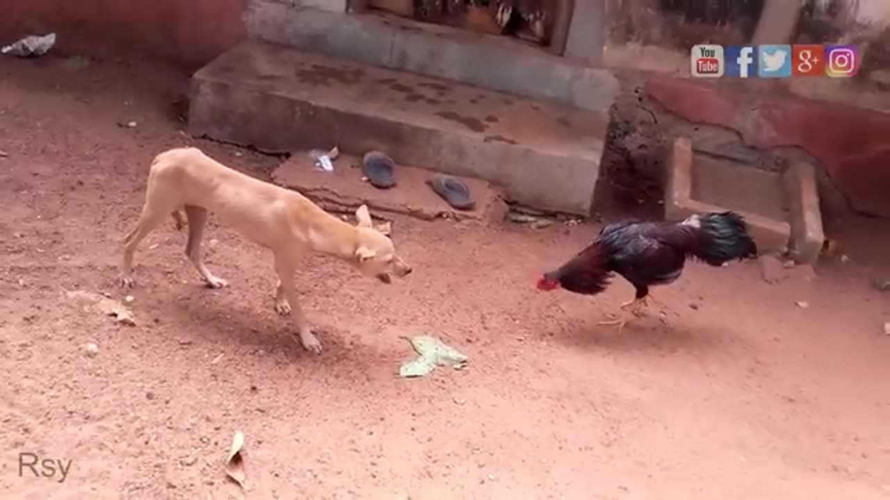 Dog & Han masti & comedy video