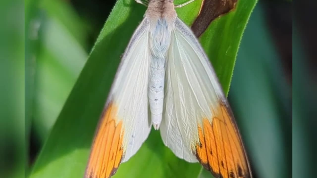 Great orange tip butterfly