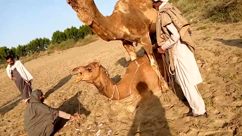 Camel Sex