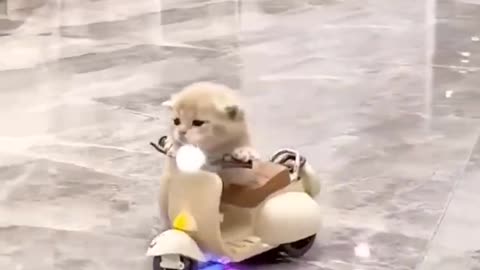 Cute and funny animals