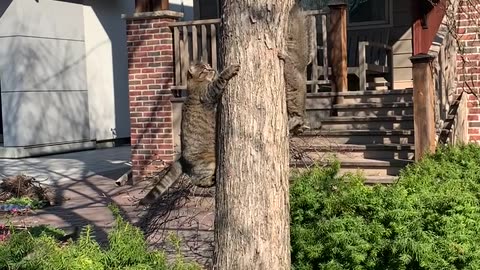 When A Cat And Squirrels World Collide