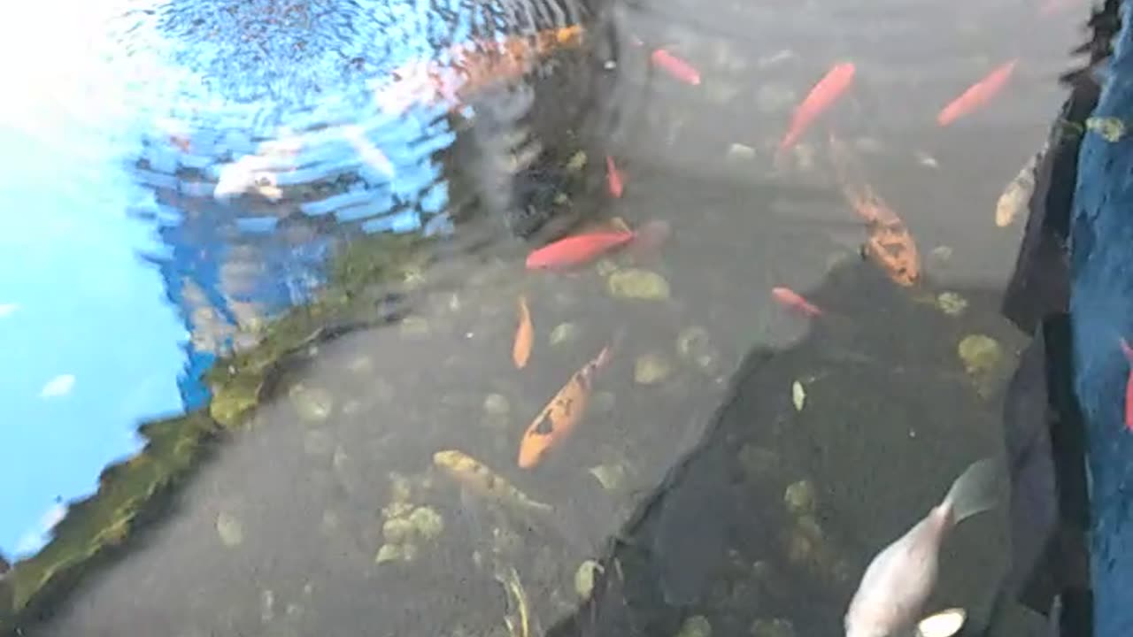 Koi Pond and Beautiful Koi