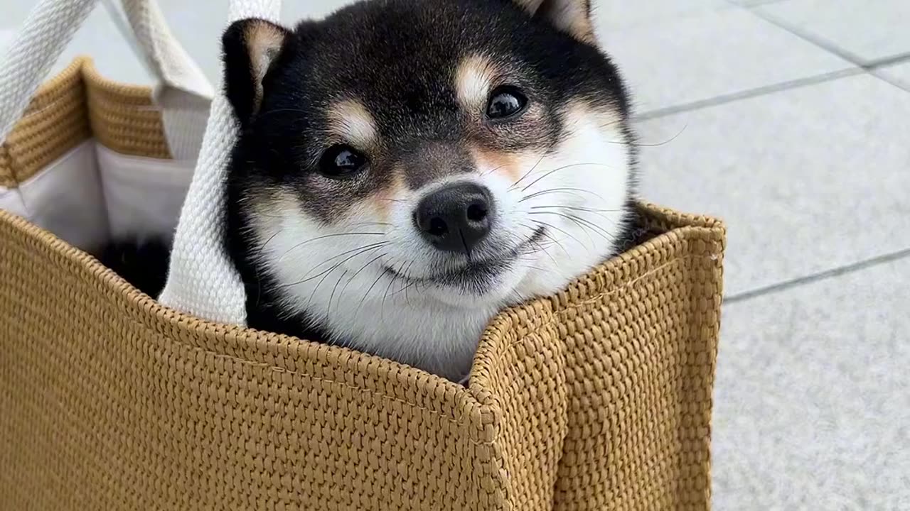 Leisure Dog