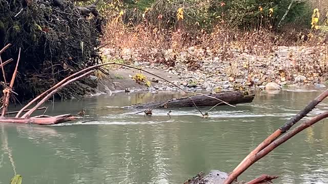 Getting After It On The Stillaguamish. And River Turtles.