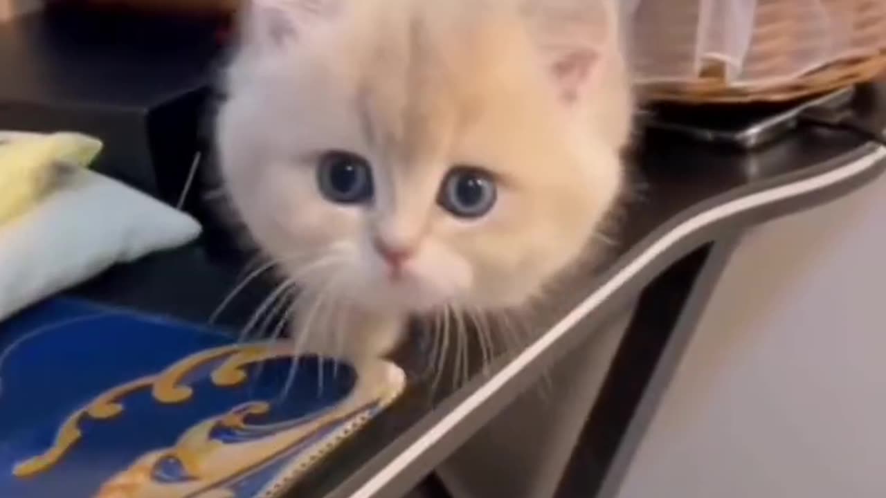 Cute kitten