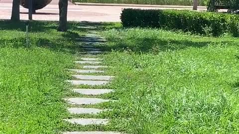 A path through the grass