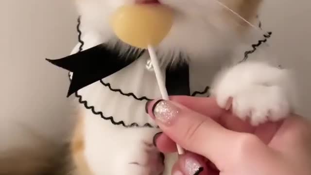 cute cat...always happy to look at your favorite animal