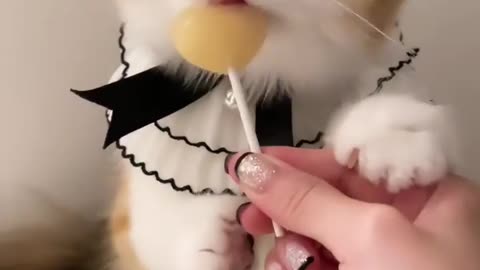 cute cat...always happy to look at your favorite animal