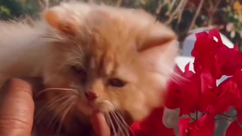 Spoiled cat enjoys full cute cat