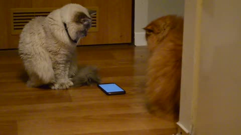 Funny siberian cat is playing on phone