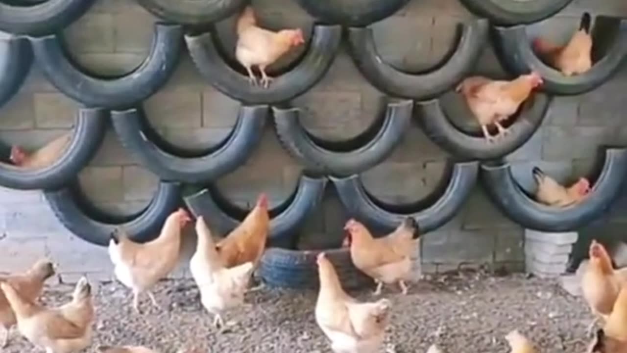 DIY Poultry Idea