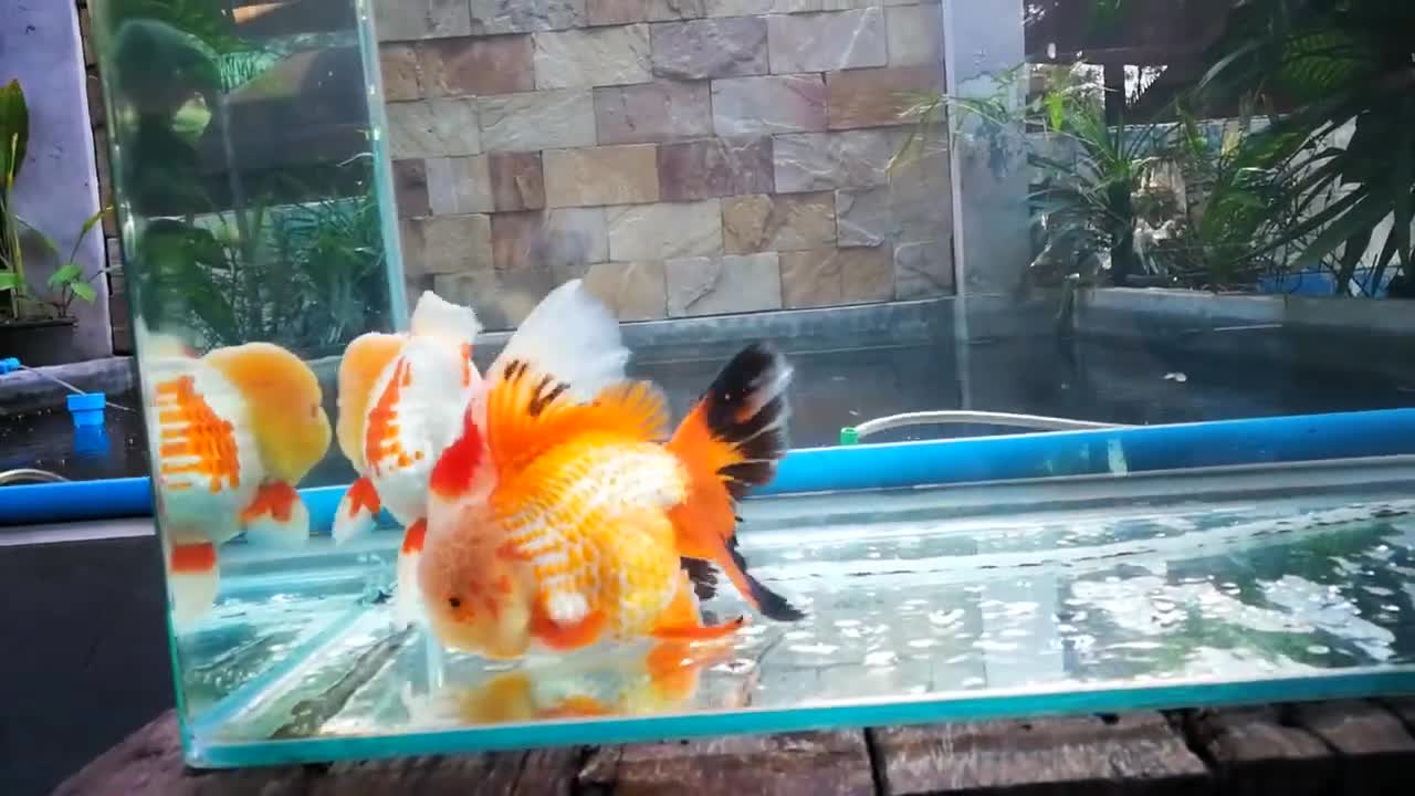 The most beautiful Oranda Goldfish-16