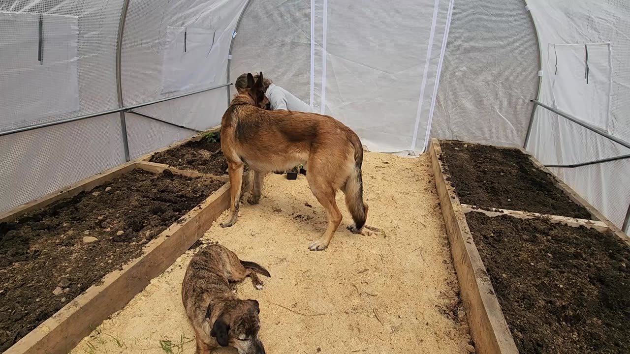 Greenhouse Planting and Firewood