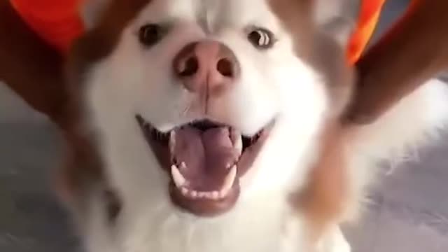 FUNNY ANIMALS VIDEOS TRY NOT TO LAUGH 🤣 | FUNNY CATS | FUNNY DOGS | CUTEST ANIMALS #SHORTS EP39