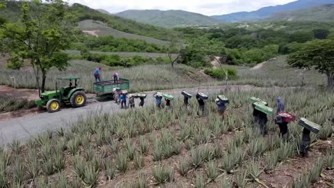 How Farmers Harvest Thousands Tons of Fruits - Guava,Grape,Aloe vera,Olive - Fruit Harvesting 2023