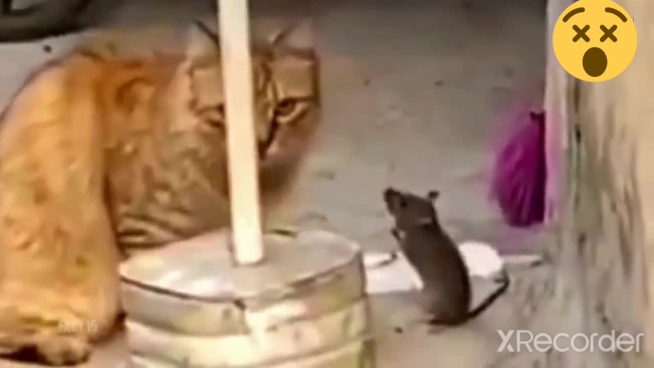 Animals funny reaction