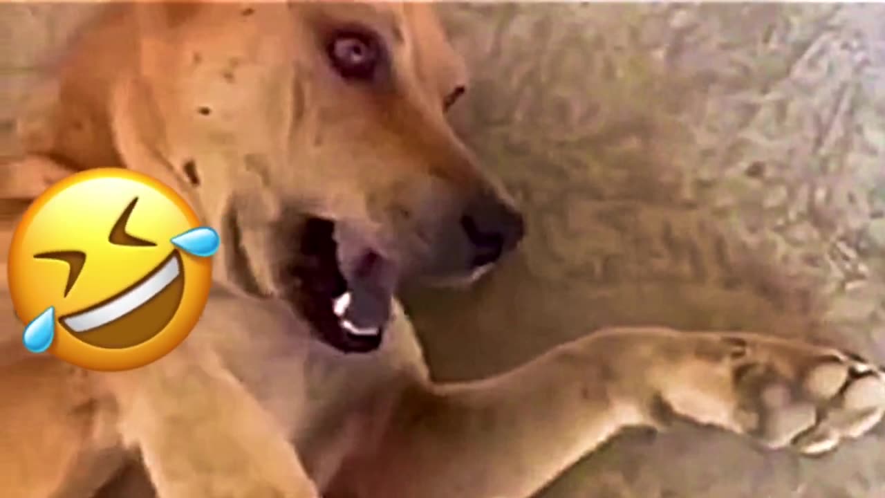 funny dog acting on gun shot