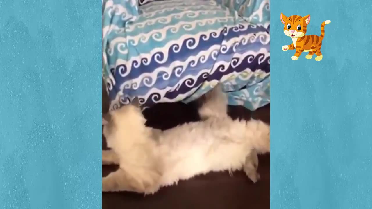 Best Funny Pet Videos - Cats 😹 Doing Cute Things