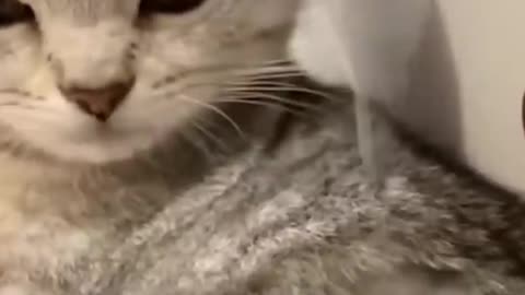 funny cat videos #cat