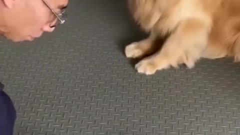SMART DOG😎😎👏👏