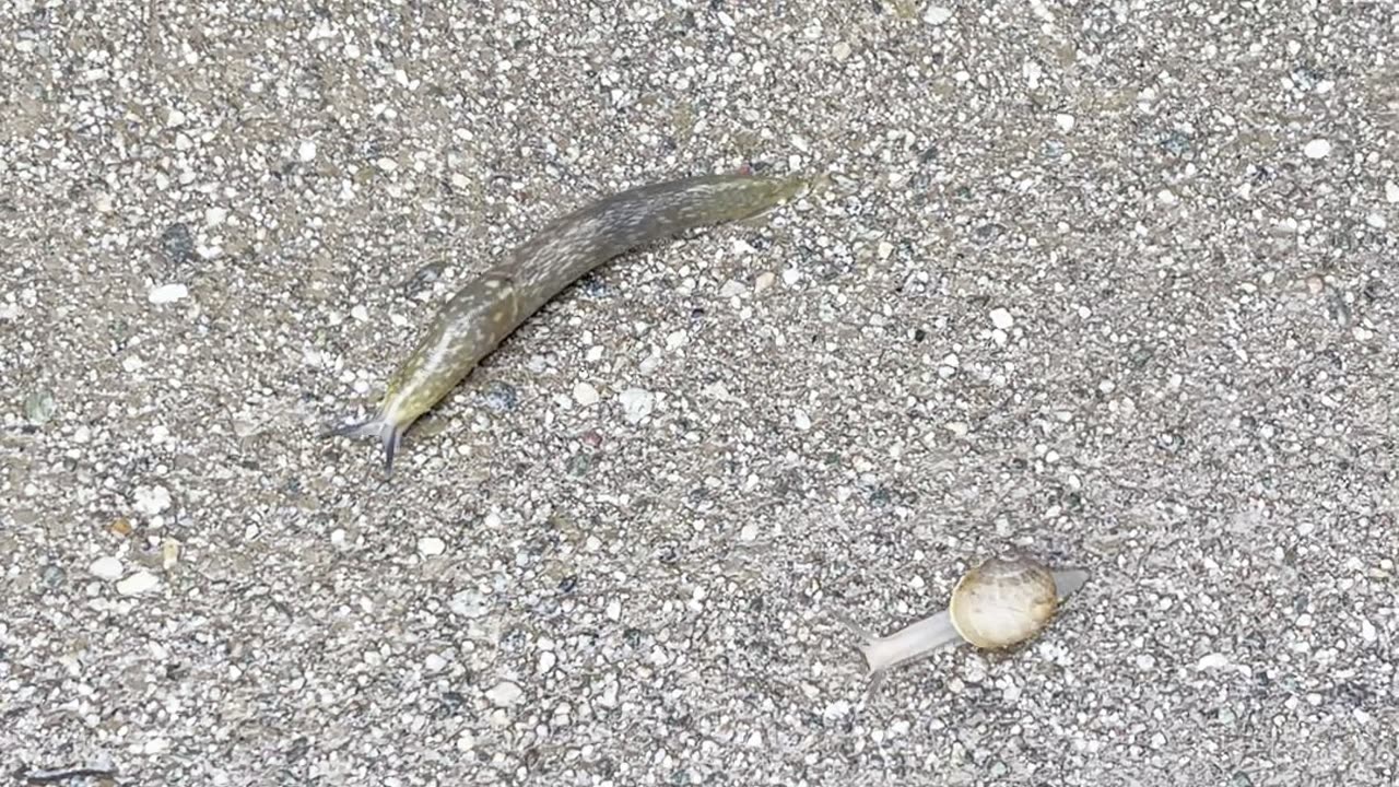 Slug vs. Snail!🤣