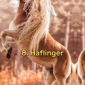 Top 10 Beautiful Horse In World