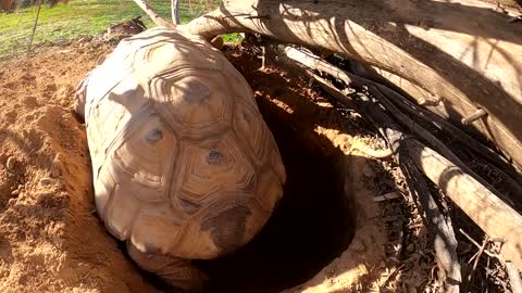 Tortoise Laying Eggs-9