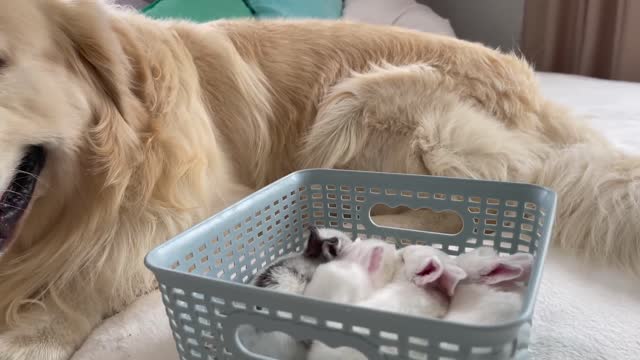 Golden Retriever Meets New Baby Bunnies! [Best Reaction Ever