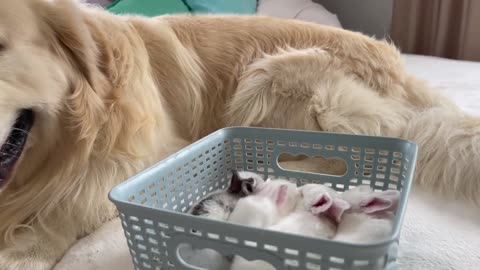 Golden Retriever Meets New Baby Bunnies! [Best Reaction Ever