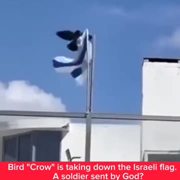 EVEN THE CROW SUPPORT PALESTINE